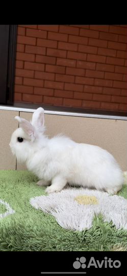 Малыши крольчата