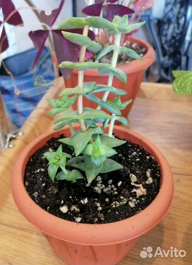 Кактусы и суккуленты 2