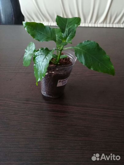 Кроссандра