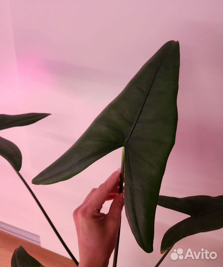 Алоказия Блек Зебрина