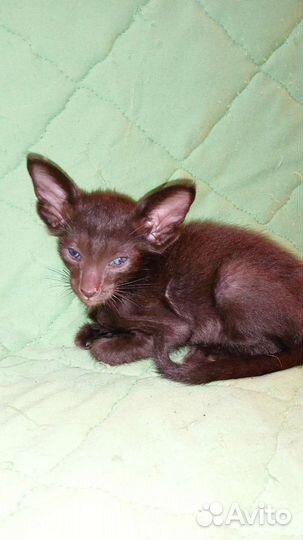 Ориентальный котик