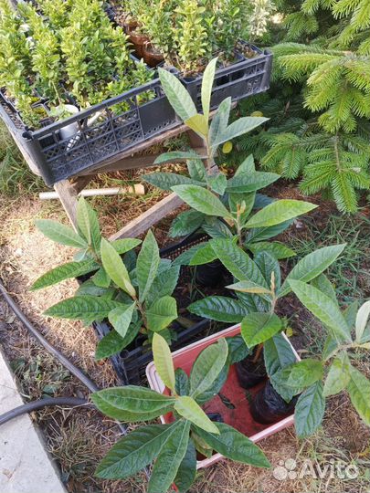 Саженцы мушмулы японской