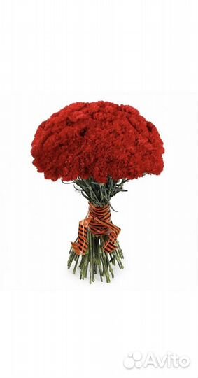 Гвоздика одноголовая / кустовая. Доставка букетов