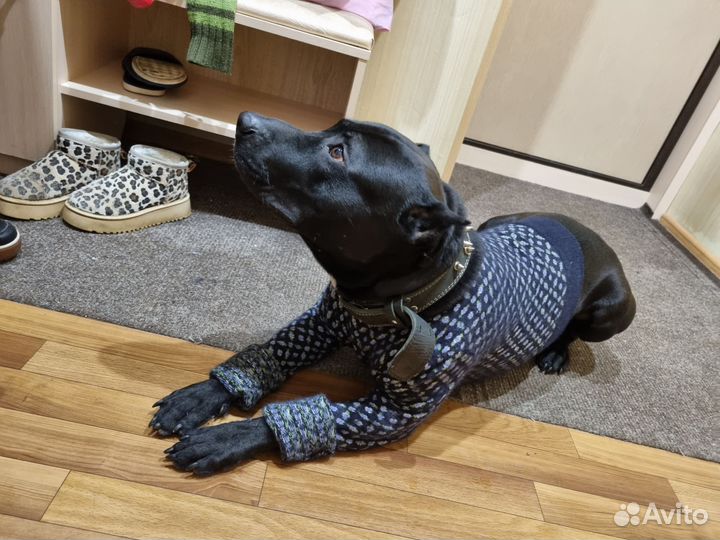 Вязка питбуля