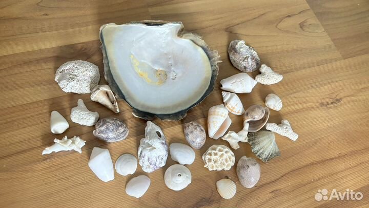 Морские ракушки раковины