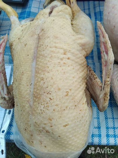 Продажа гусей, уток, мулардов