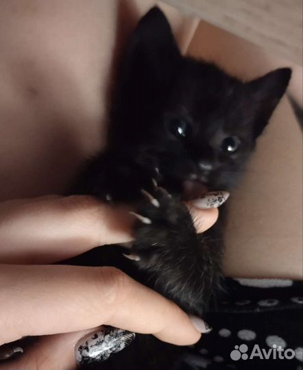 Котёнок ищет хозяина