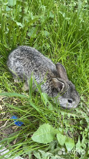 Кролики мясных пород