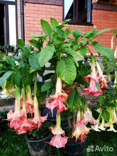 Бругмансии махровые