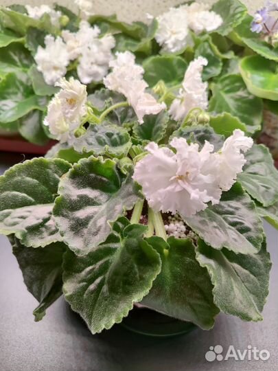 Сортовые фиалки цветущие