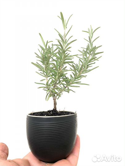 Бонсай (предбонсай) Розмарин