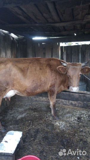 Коровы дойные молочные