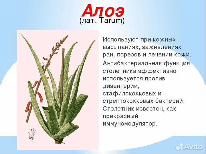 Алоэ вера (2хлетние отростки)