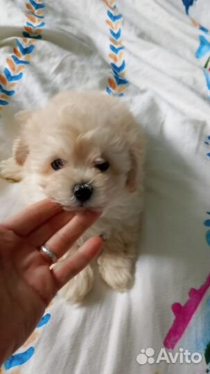 Щенки мальтипу f1 мини