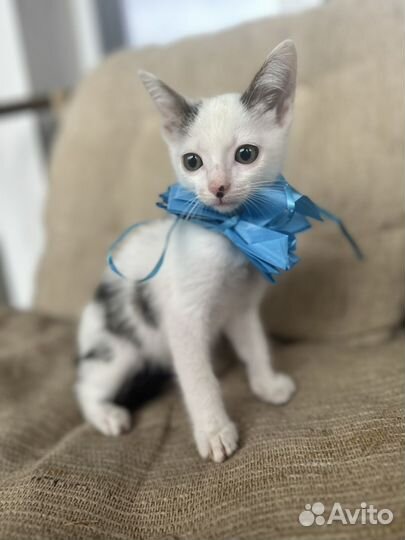 Котенок мальчик