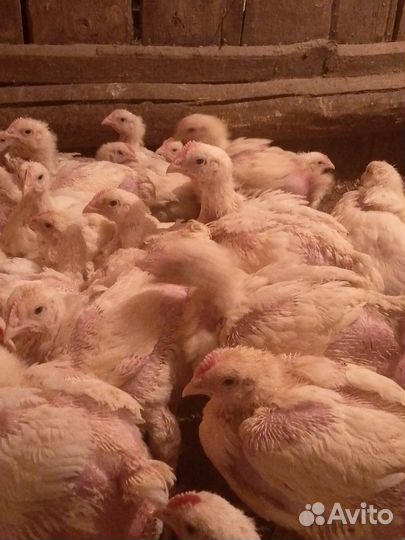 Цыплята бройлеры. Индюшата. Гусята