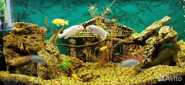 Обслуживание аквариумов. Уборка. Запуск. Переезд