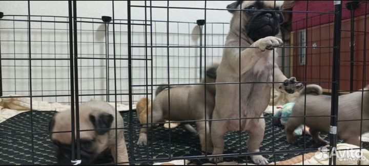 Щенки мопса мальчик девочка