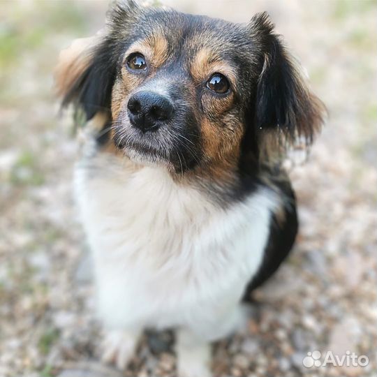 Боня ищет дом