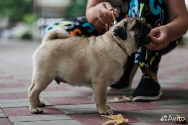 Щенки мопса