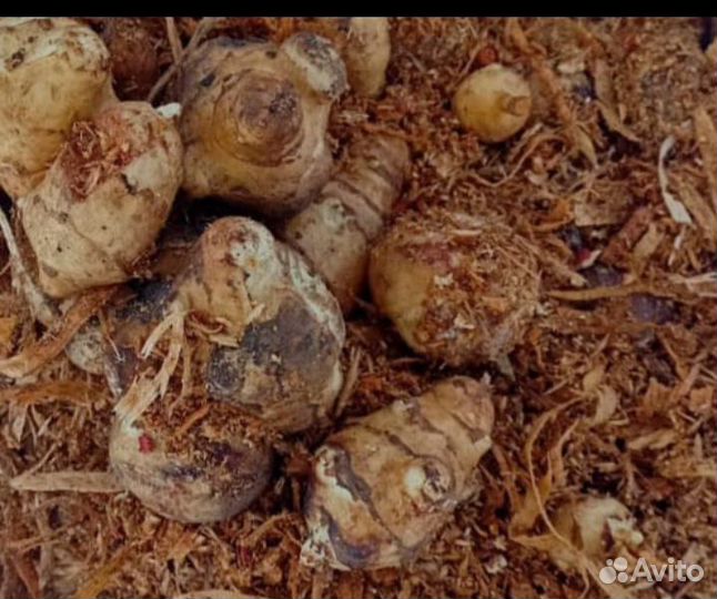 Топинамбур клубни