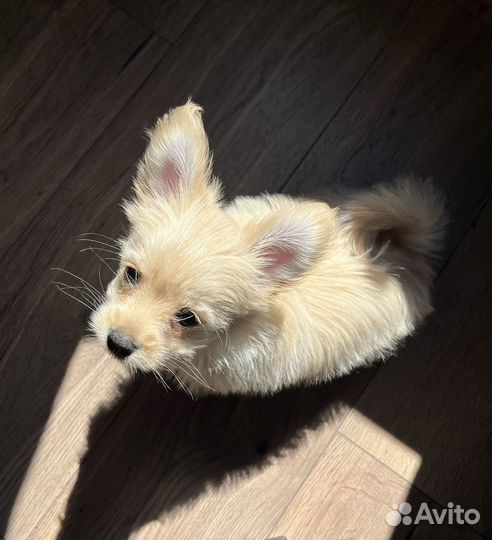 Йоркширский терьер щенок