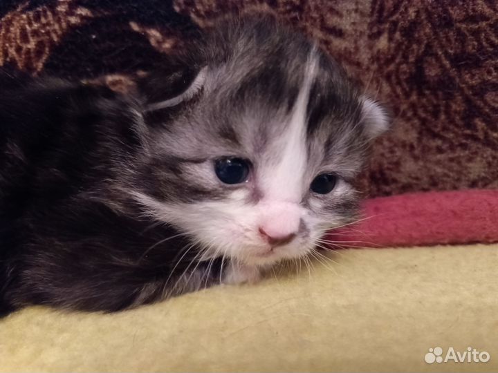 Курильский бобтейл