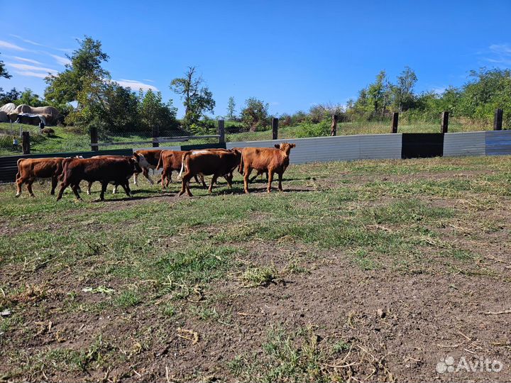 Бычки герефорд