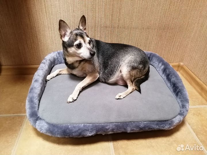 Русский той-терьер девочка