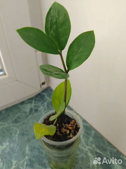 Замиокулькас