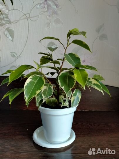 Фикус Бенджамина
