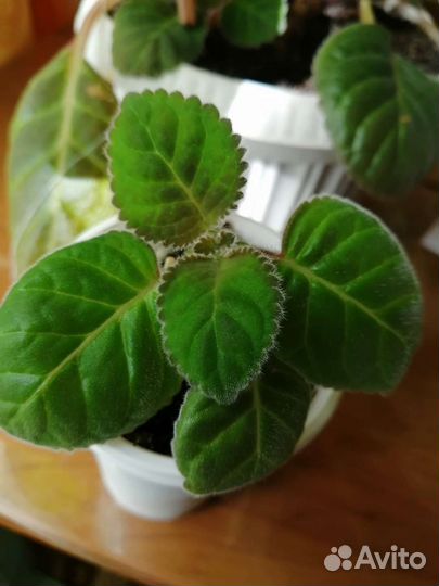 Детки глоксинии махровой