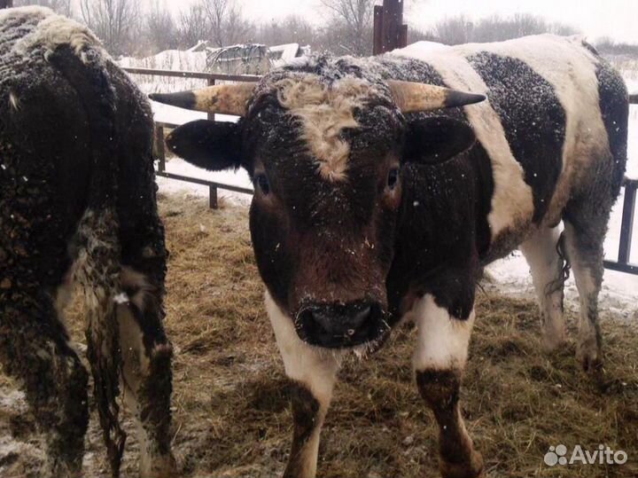 Бычки телочки