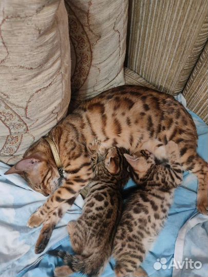 Бенгальская