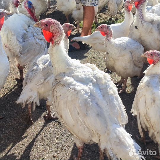 Индюки живым весом