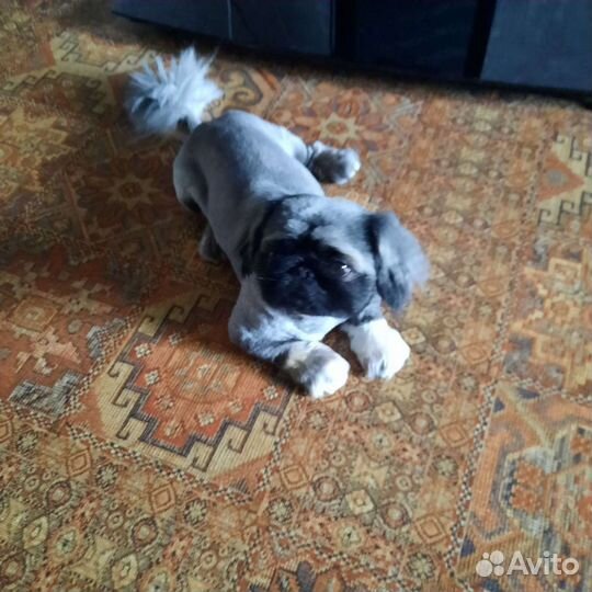 Вязка пекинес