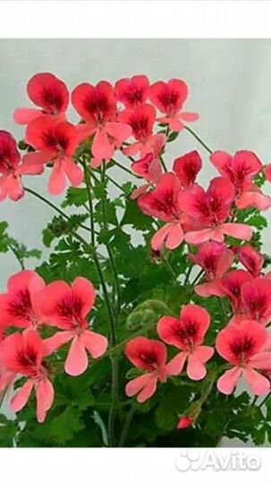 Пеларгония, герань Ангел Оранж, сортовая