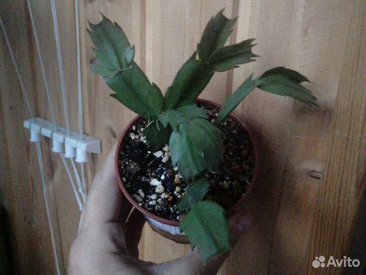 Декабрист жёлто-золотой