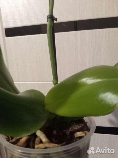 Орхидея Лиодоро ароматная с горшком