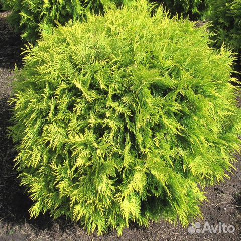 Туя западная Golden Globe