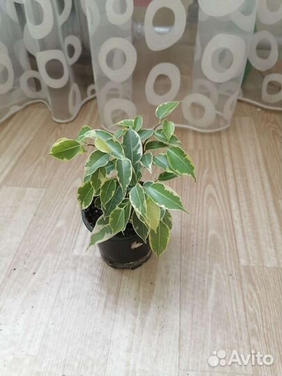 Вечнозеленой фикус комнатный
