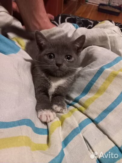 Отдам кошечек