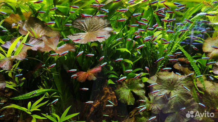 Чистка аквариума