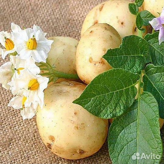 Ординский Картофель