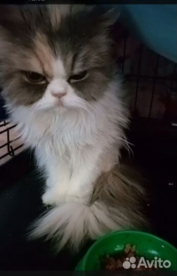 Кошке нужен дом