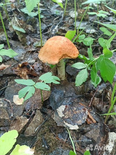 Поход в лес по грибы