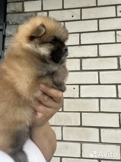 Померанский шпиц щенки
