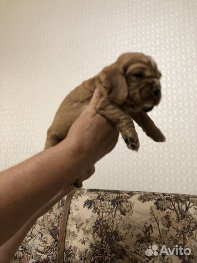 Кокер спаниель