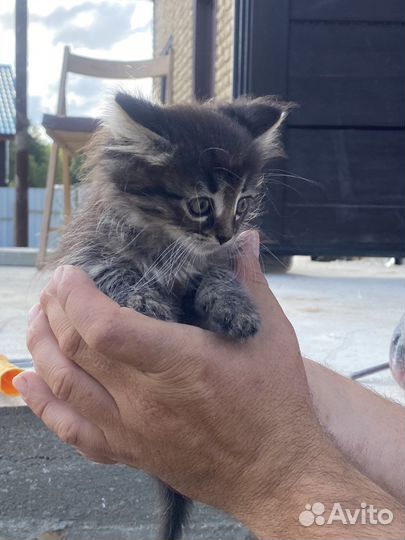 Котята в добрые руки (3 мальчика 1,5 месяца)