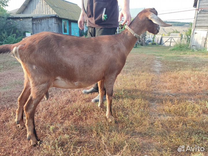 Нубийские козы покрытые процентные